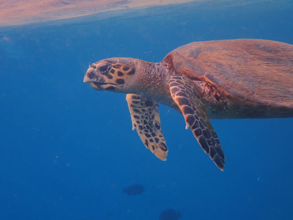 Strand Lahami Bay Beach Resort