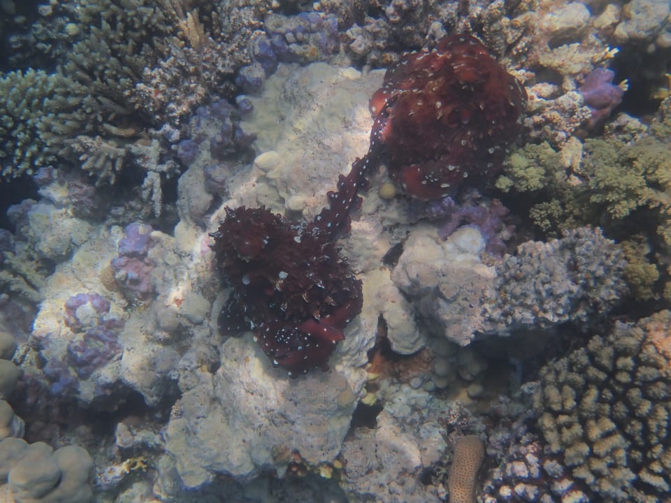 Strand Makadi Spa - Adults only