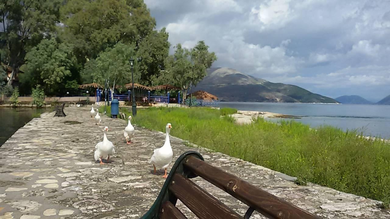 Neben dem Hotel befindet sich ein Teich mit Gänsen Hotel Athina Beach