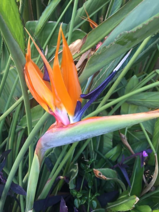 Gartenanlage Sentido Trendy Verbena Beach