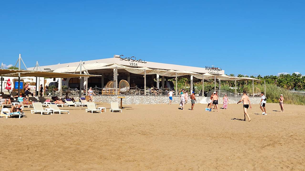 Strand Seashell Vega