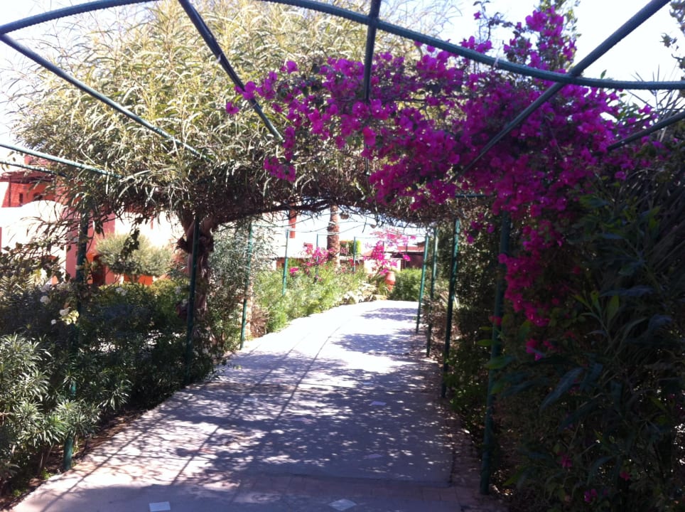 Herrlicher Laubengang zum Strand Jaz Makadi Oasis Resort