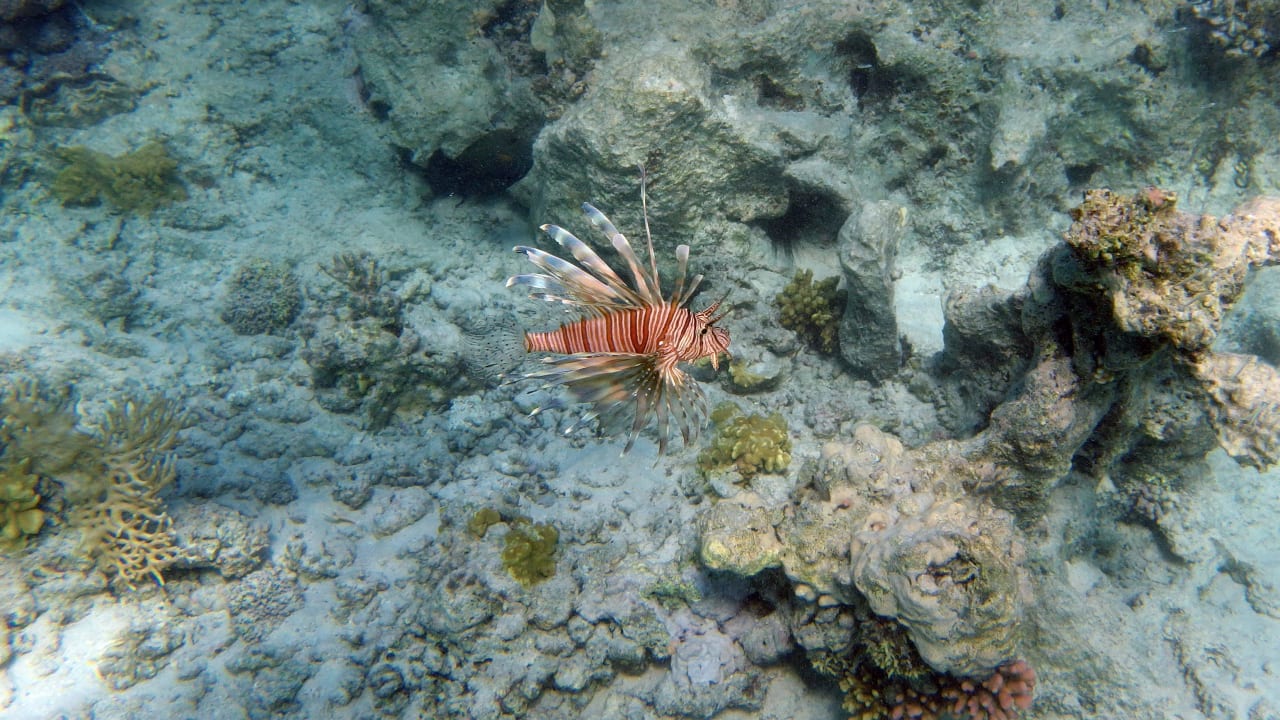 Feuerfisch Hotel Gorgonia Beach Resort