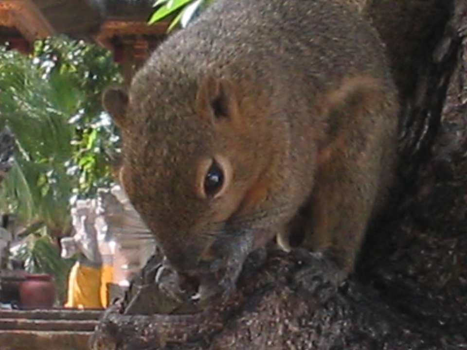 An den Bäumen am Strand! Paradisus by Melia Bali