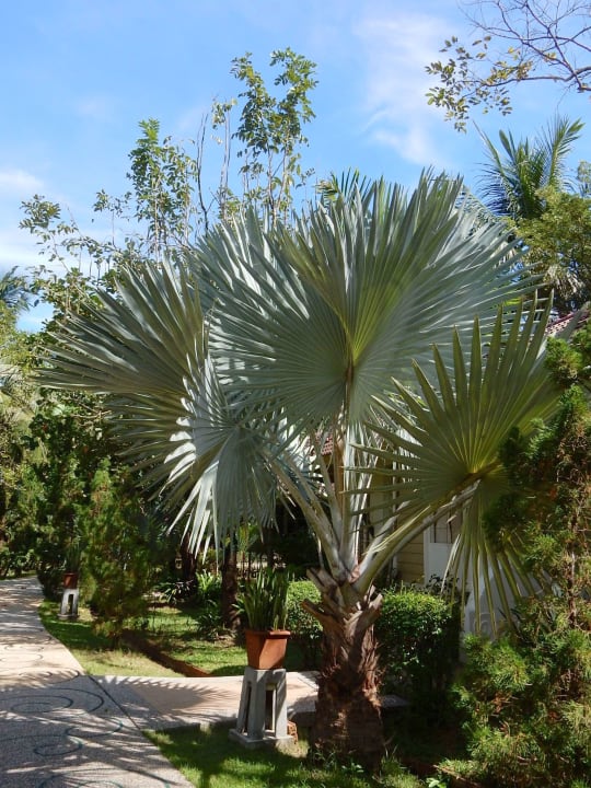 Gartenanlage Baan Khaolak Beach Resort