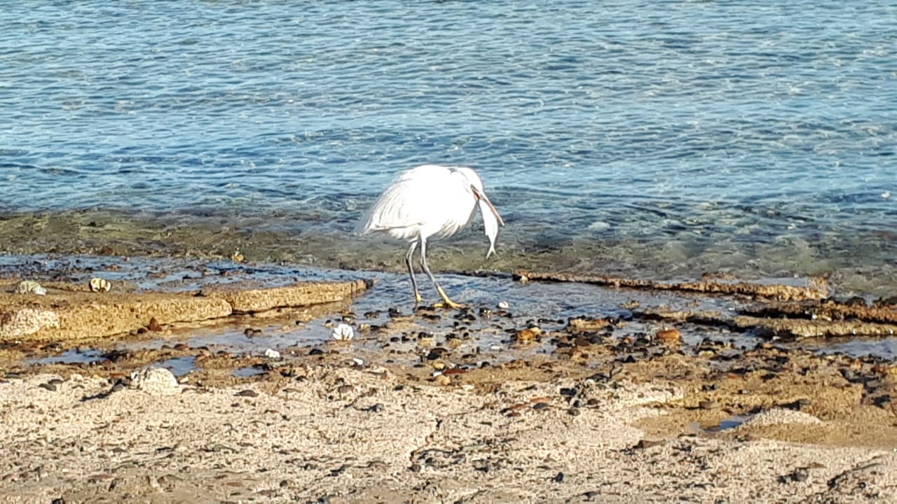 Strand Steigenberger Coraya Beach - Adults only