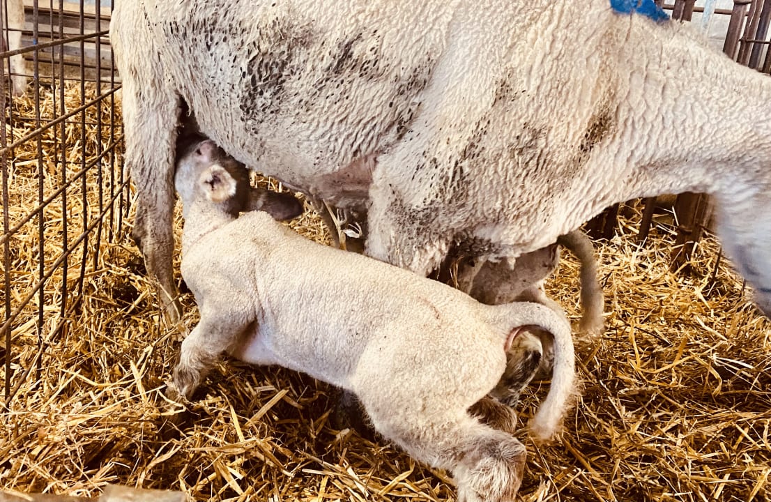 Sonstiges Ferienhof Landfrieden