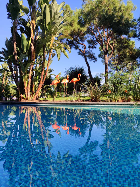 Pool Megasaray Club Belek