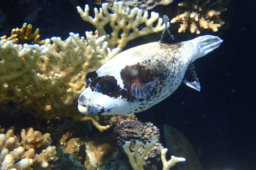 Strand Brayka Bay Resort