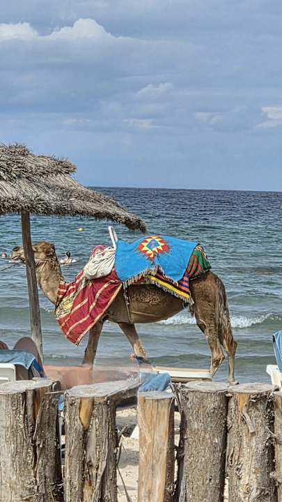 Strand Iberostar Selection Kuriat Palace