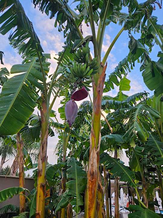 Gartenanlage Adalya Elite Lara