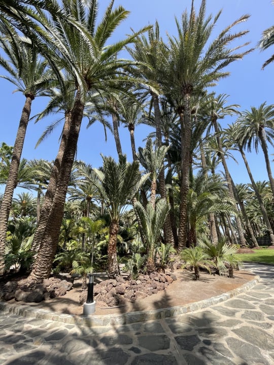 Gartenanlage Hotel Riu Palace Oasis