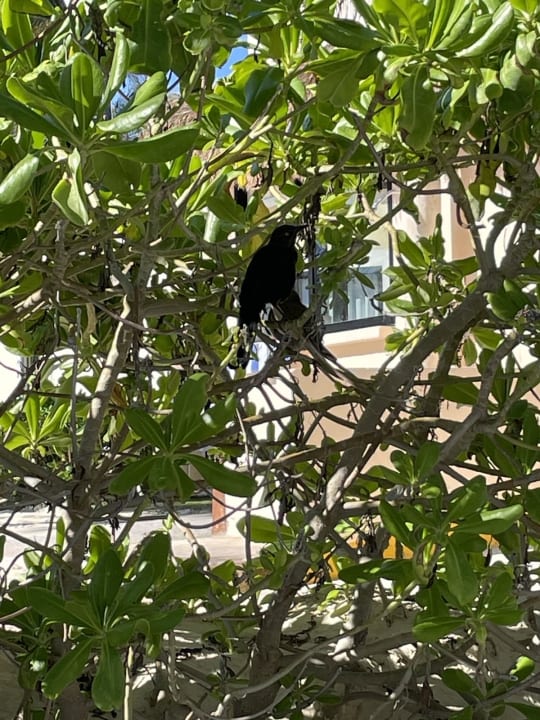 Gartenanlage Hotel Riu Playacar