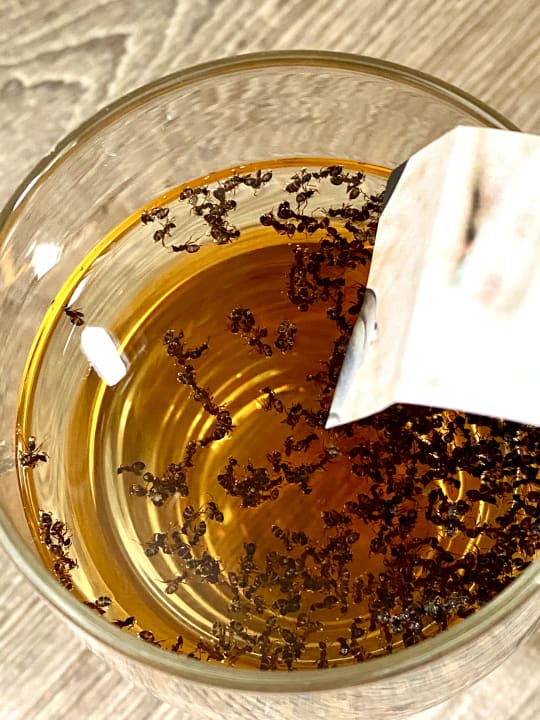 Zimmer Roompot De Soeten Haert