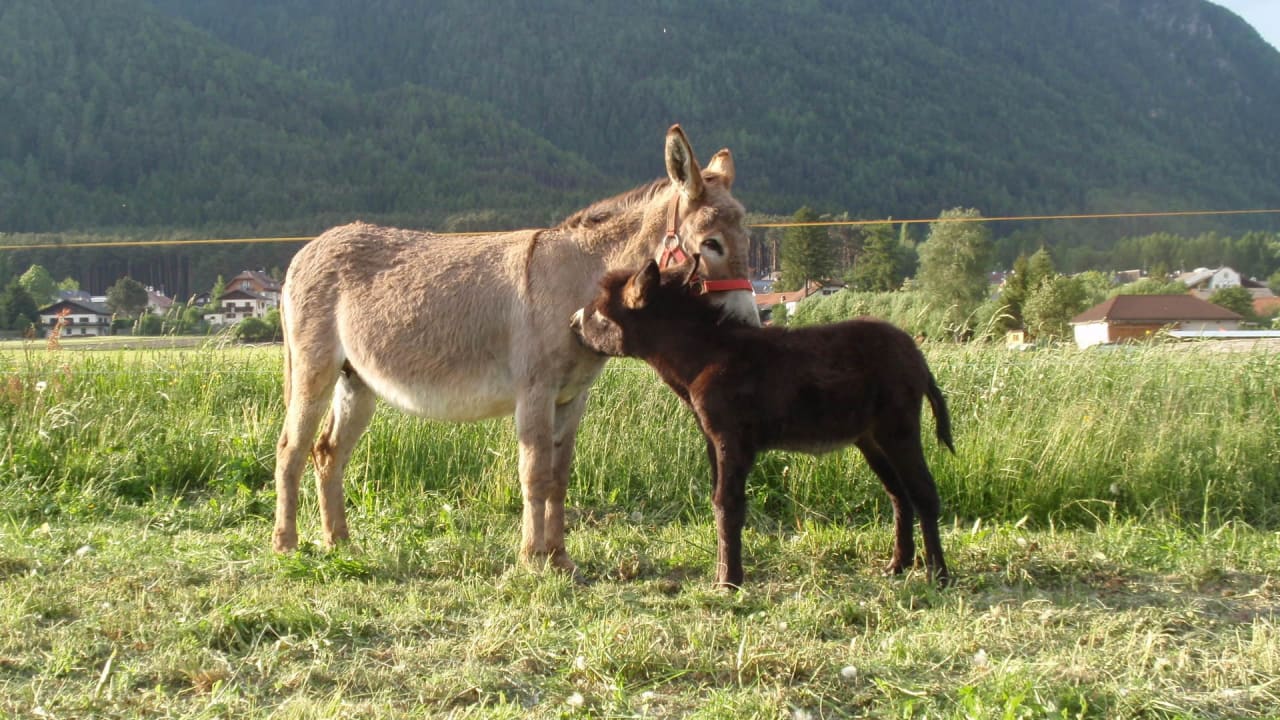 Unsere Esel Bauernhof Christlrumerhof