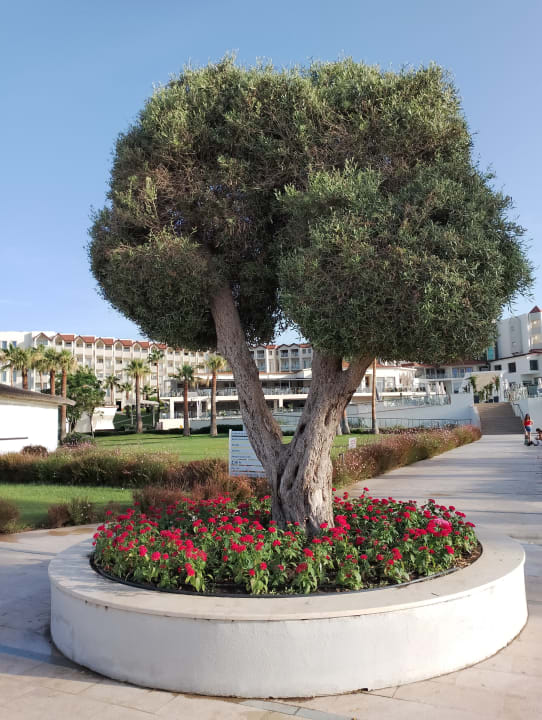 Gartenanlage Arcanus Hotels Sorgun