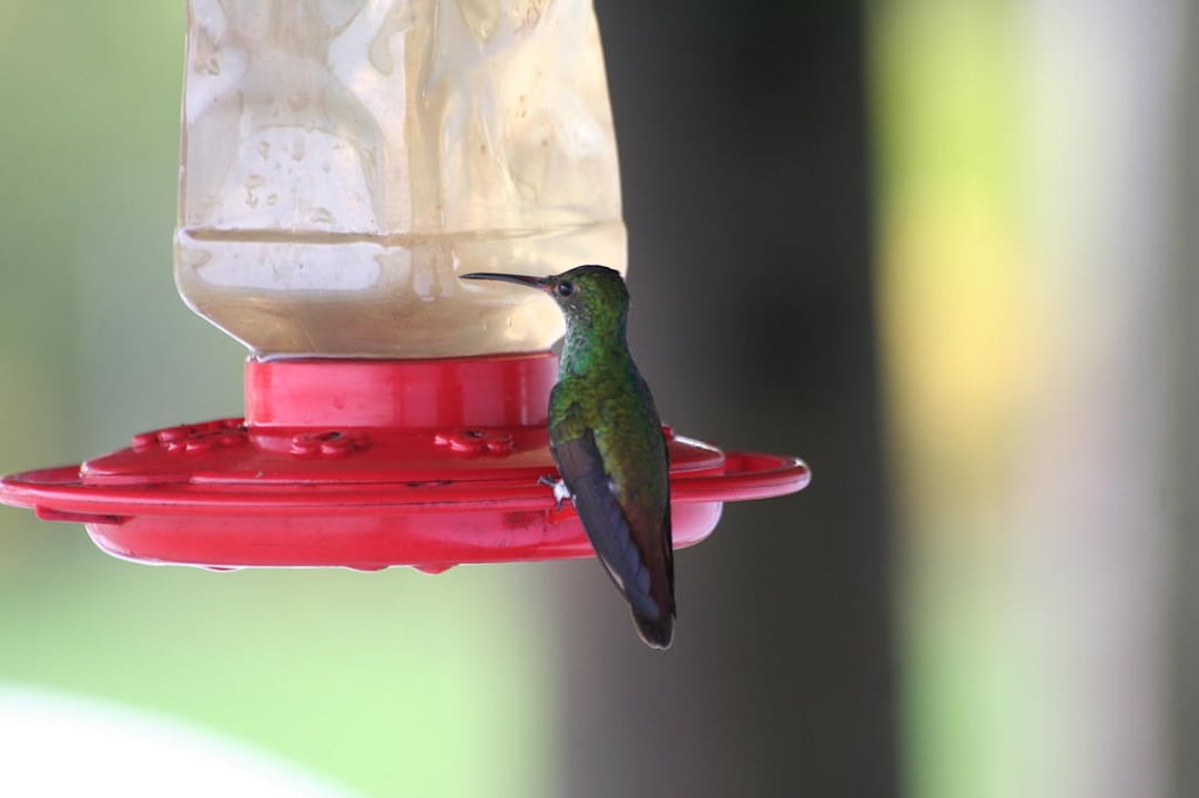 Kolibri auf der Veranda Casa Acuario