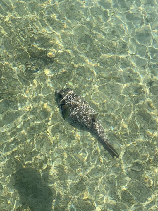 Strand Pickalbatros Palace Resort