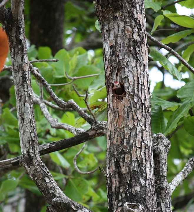 Spechtjunges Sunscape Puerto Plata