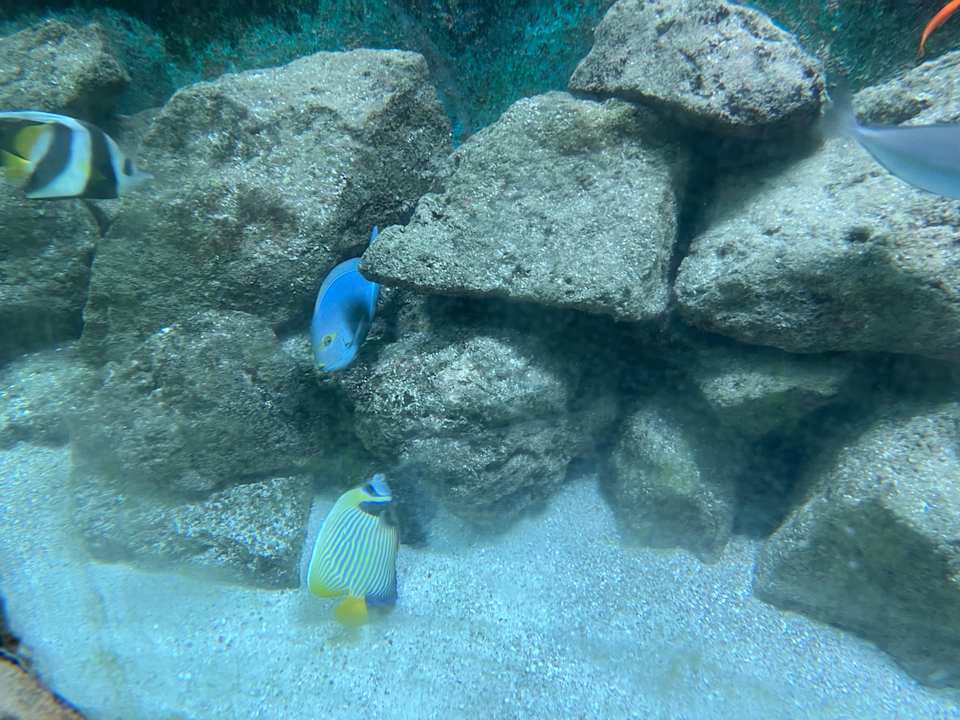 Pool Center Parcs De Kempervennen