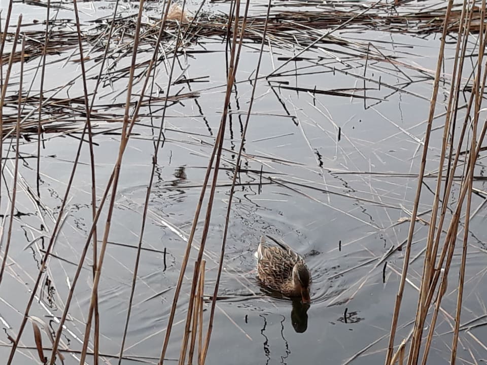 Enten am Scharmützelsee. Victoria Suites