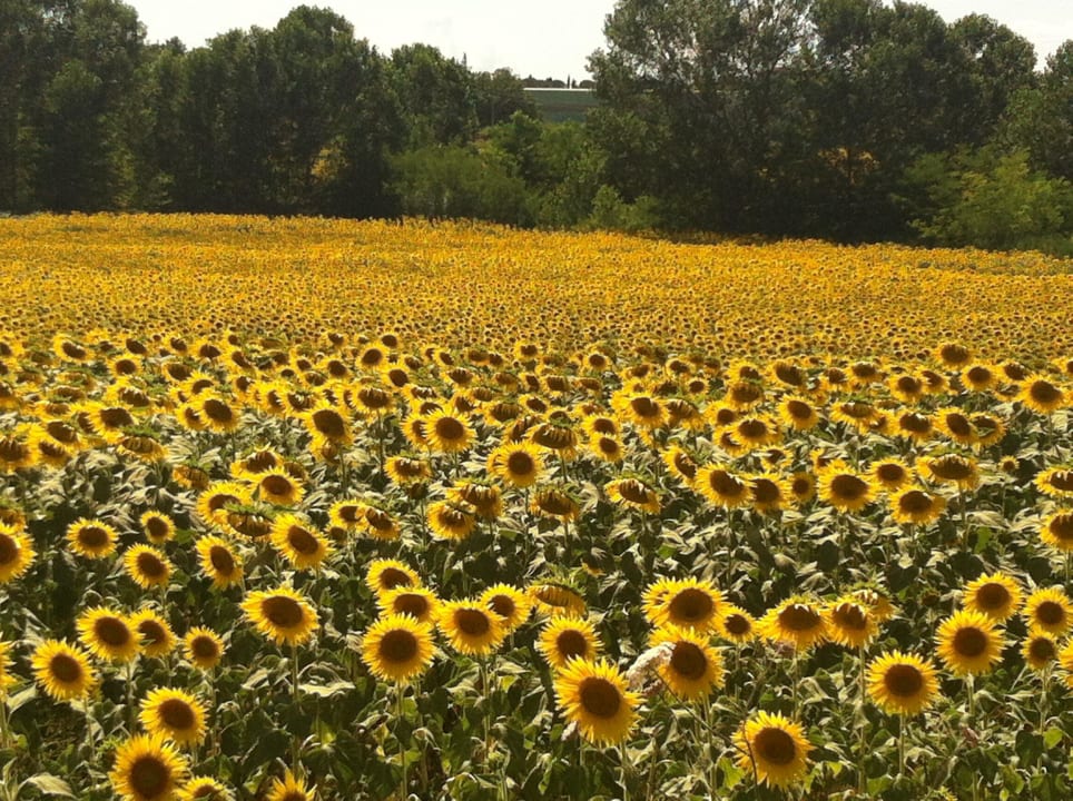 Sonnenblumen Castellina Scalo Hotel Tenuta Di Ricavo