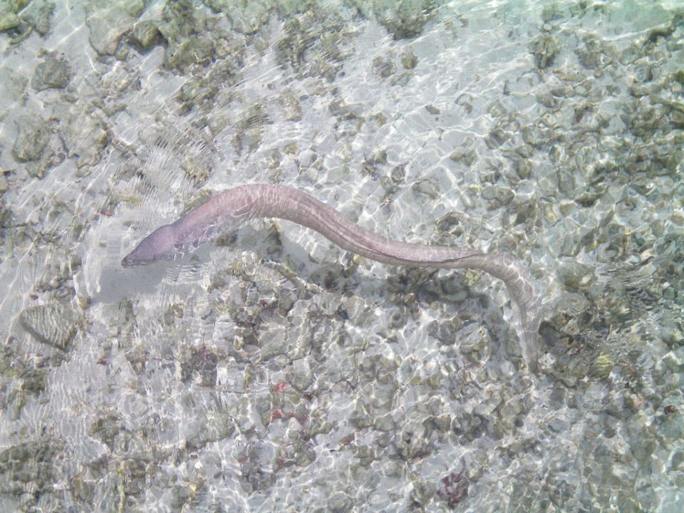 Muräne in der Lagune Cinnamon Dhonveli Maldives