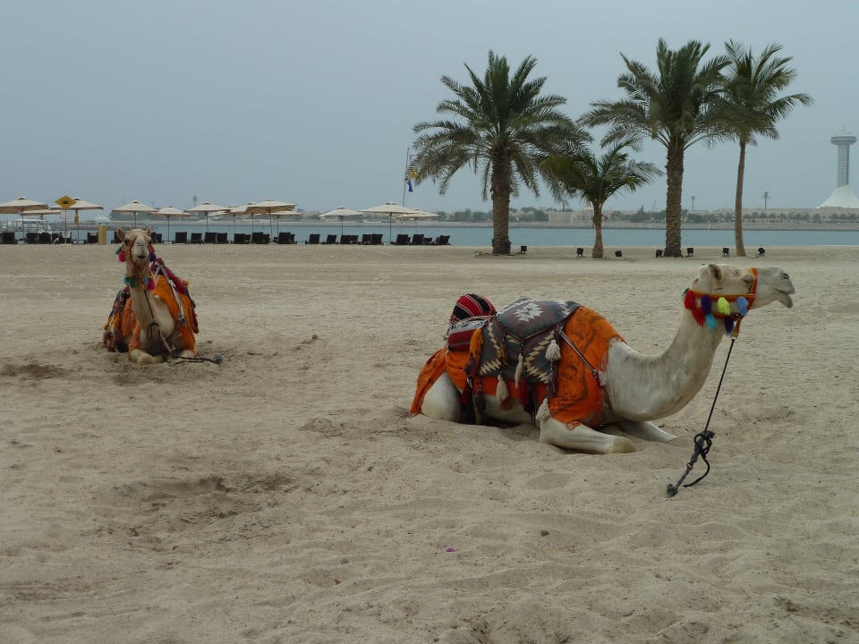 Hoteleigene Kamele Emirates Palace Mandarin Oriental