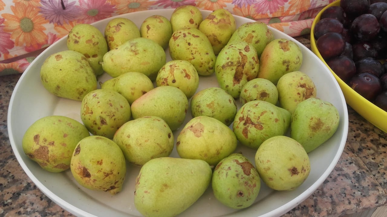 Frische Obst? Süral Saray Hotel