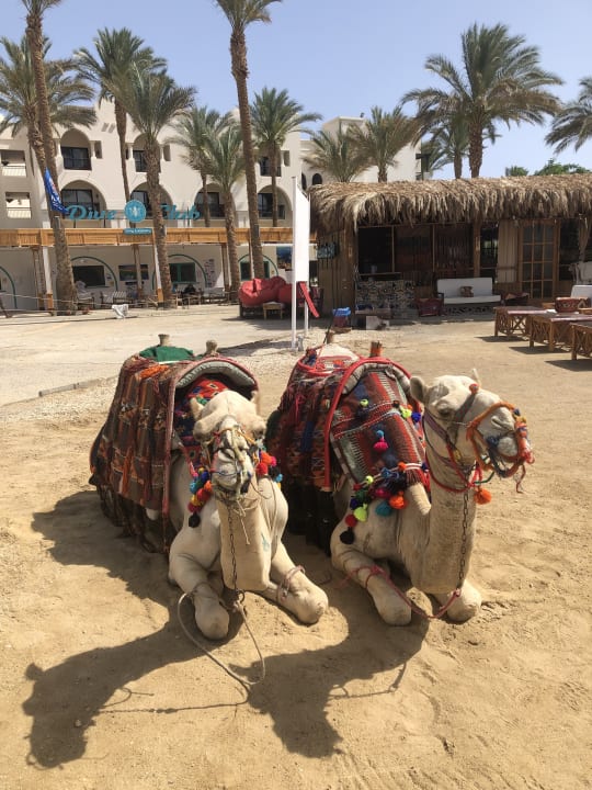 Strand Pickalbatros Sands Hotel - Port Ghalib