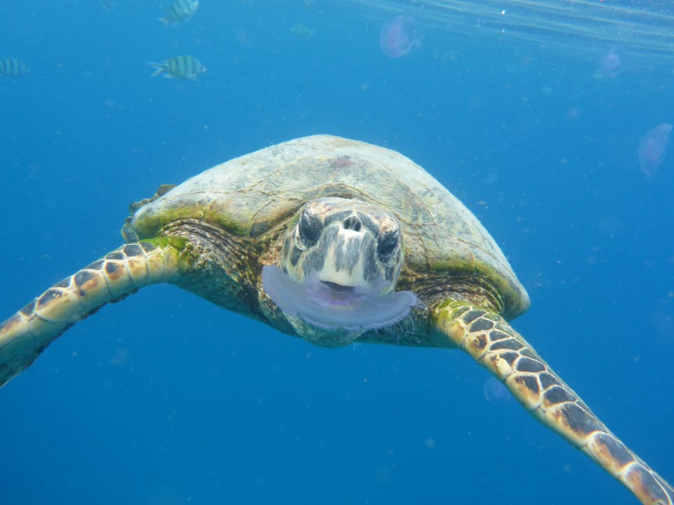 Sport & Freizeit Hotel Gorgonia Beach Resort