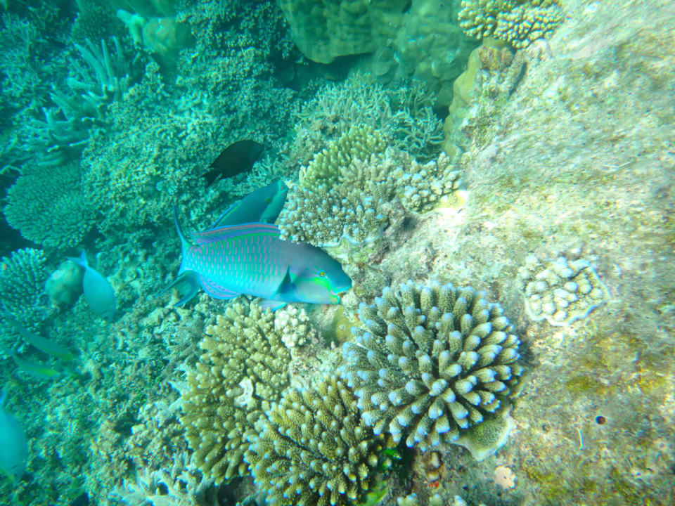 Unterwasserwelt Cinnamon Hakuraa Huraa Maldives