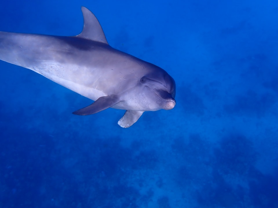 Sport & Freizeit Three Corners Sea Beach Resort