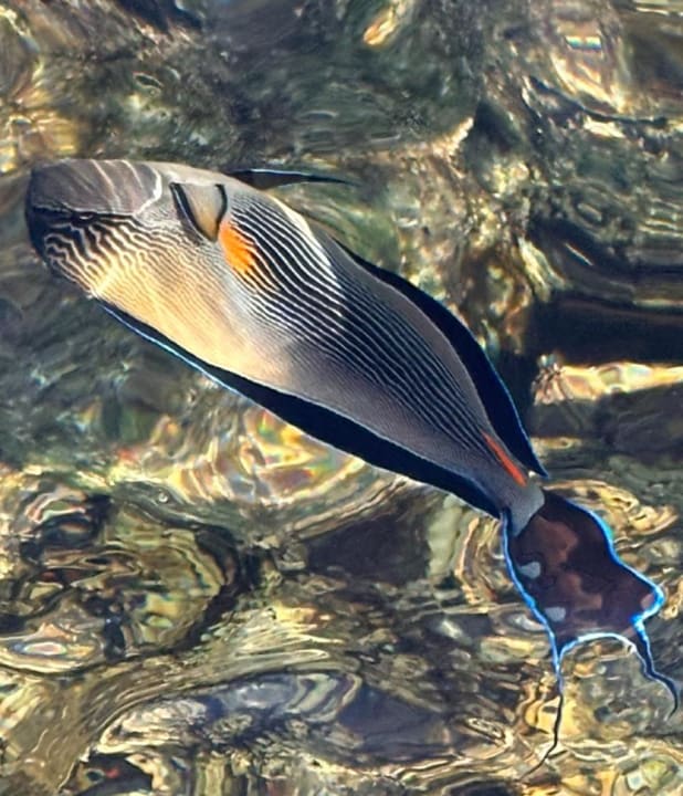 Sport & Freizeit Pickalbatros Palace Resort