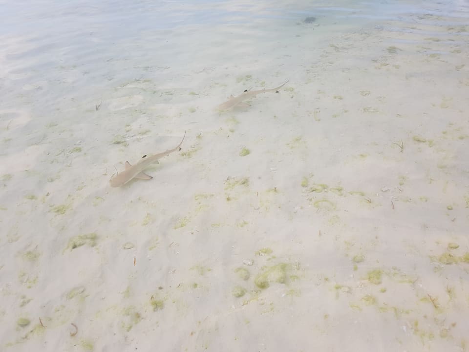 Kleine Haie Kuredu Island Resort & Spa