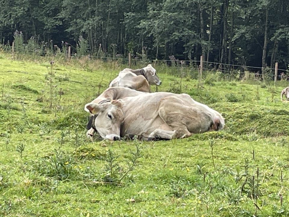 Ausblick Hotel Jörglerhof