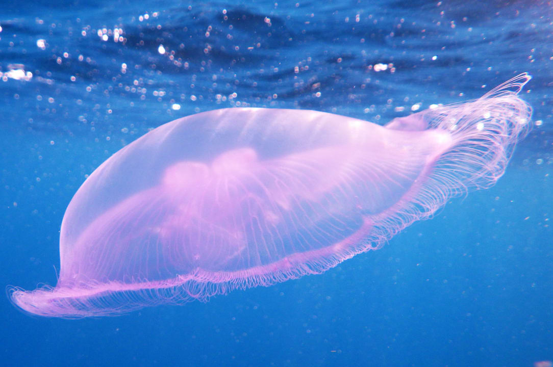 Sport & Freizeit Shams Alam Beach Resort