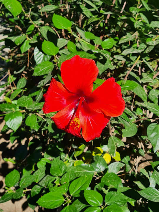 Gartenanlage Club Sidelya Hotel