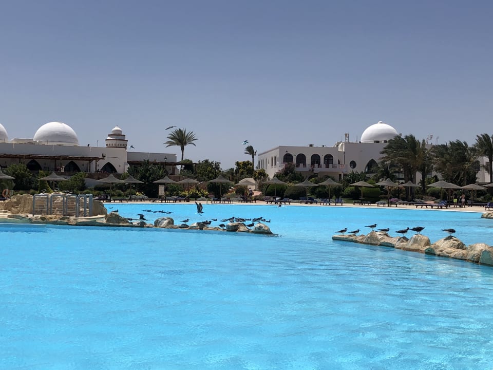 Pool Hotel Gorgonia Beach Resort