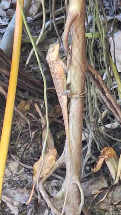 Strand Adaaran Select Meedhupparu Island Resort - Premium All Inclusive