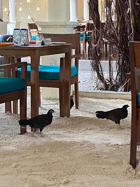 Gastro Adaaran Select Meedhupparu Island Resort - Premium All Inclusive