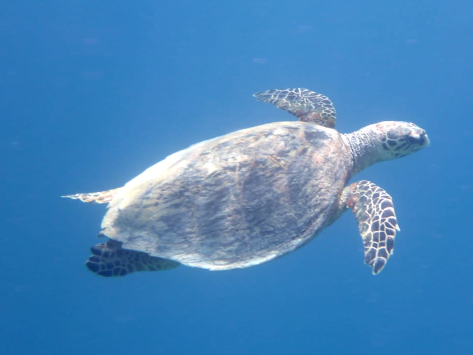 Schildkröte Makadi Spa - Adults only