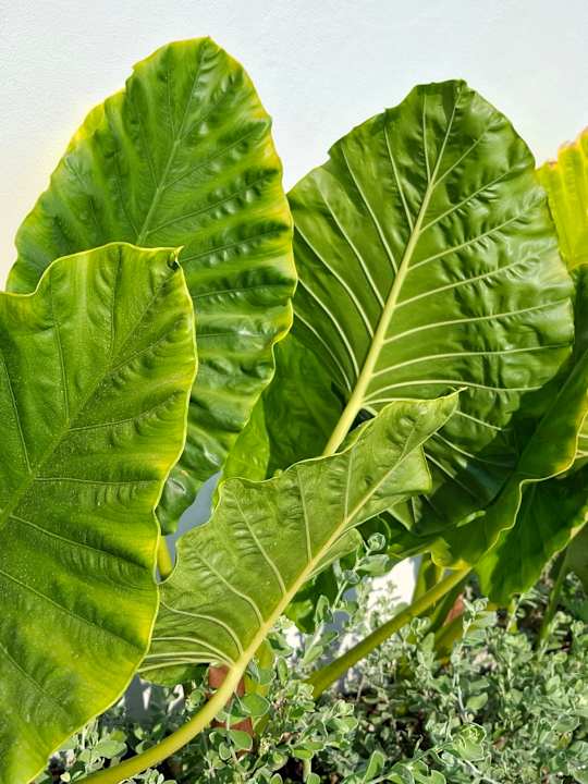 Gartenanlage Pichcha Kohlarn