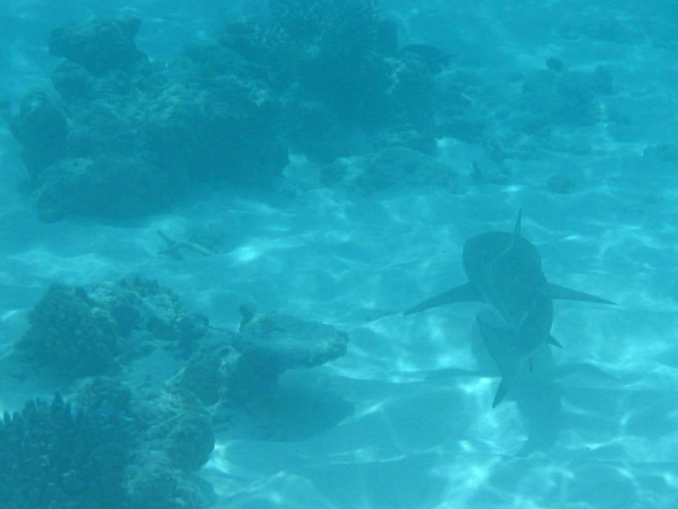 Haifisch Summer Island Maldives