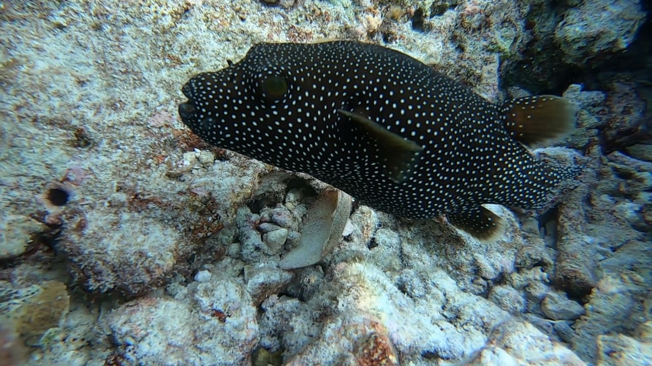 Sport & Freizeit NH Collection Maldives Reethi Resort