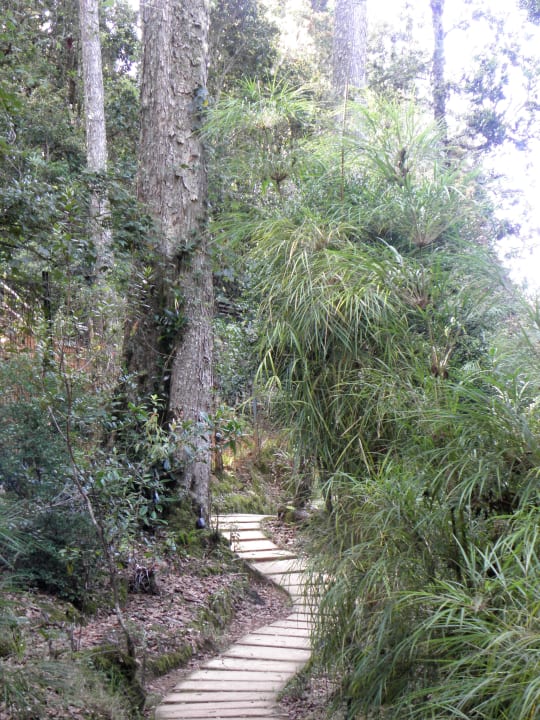 Wege im Hotel-Wald Dantica Cloud Forest Lodge