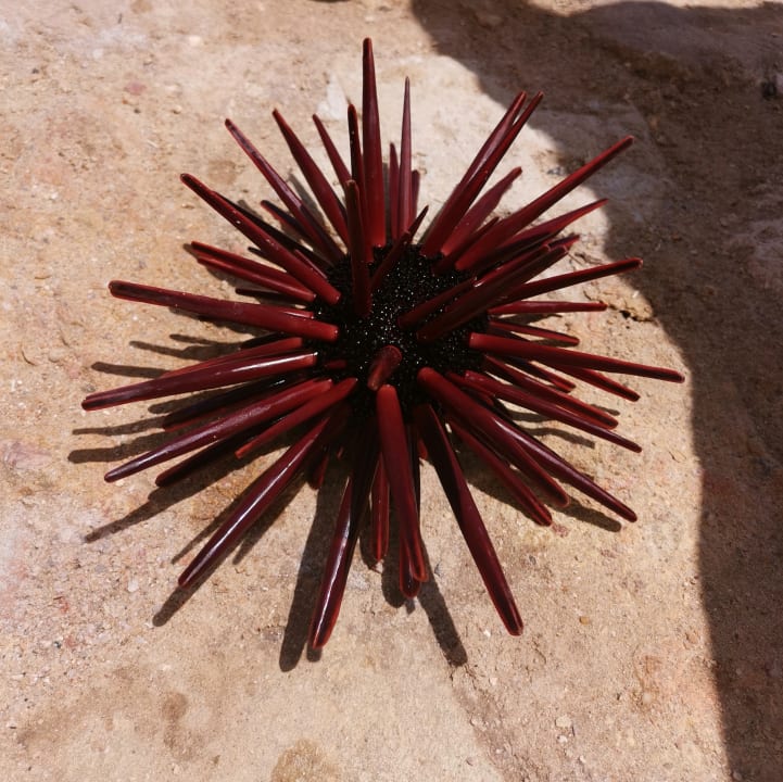 Strand Pickalbatros Citadel Resort