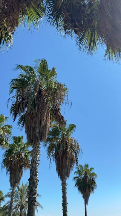 Gartenanlage Royal Atlantis Beach Hotel