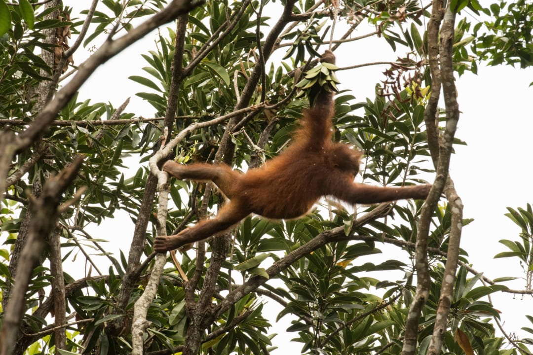 Orang-Utan  Shangri-La's Rasa Ria Resort & Spa