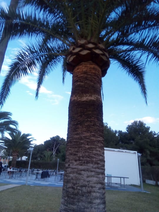 Gartenanlage Millor Sol